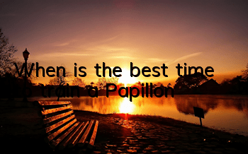 When is the best time to train a Papillon?