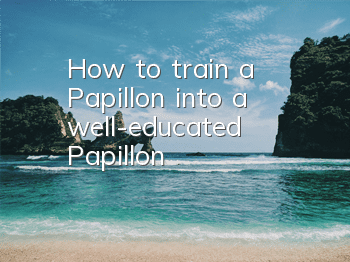 How to train a Papillon into a well-educated Papillon?