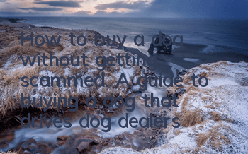 How to buy a dog without getting scammed. A guide to buying a dog that drives dog dealers to death