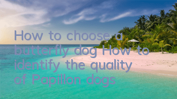 How to choose a butterfly dog? How to identify the quality of Papillon dogs