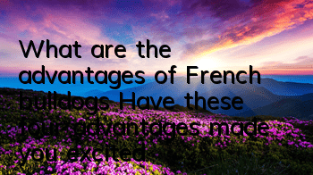 What are the advantages of French bulldogs? Have these four advantages made you excited?