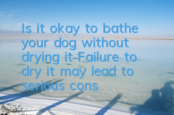Is it okay to bathe your dog without drying it? Failure to dry it may lead to serious consequences.