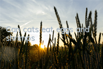 Can cats eat eggs and shrimps?