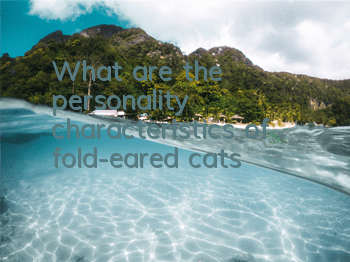 TWhat are the personality characteristics of fold-eared cats?