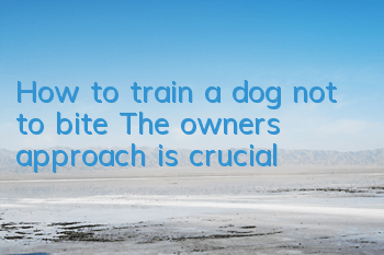 How to train a dog not to bite? The owner’s approach is crucial