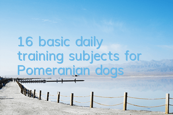 16 basic daily training subjects for Pomeranian dogs