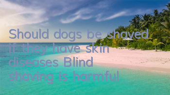 Should dogs be shaved if they have skin diseases? Blind shaving is harmful!
