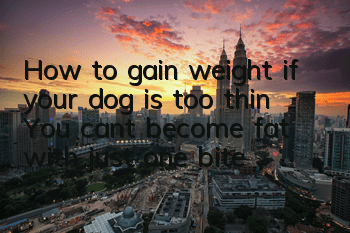 How to gain weight if your dog is too thin? You can’t become fat with just one bite