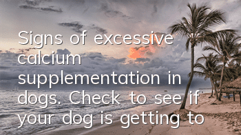 Signs of excessive calcium supplementation in dogs. Check to see if your dog is getting too much calcium supplement.