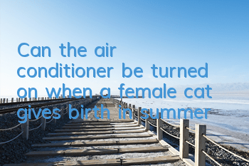 Can the air conditioner be turned on when a female cat gives birth in summer?