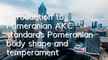 Introduction to Pomeranian AKC standards Pomeranian body shape and temperament