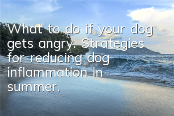What to do if your dog gets angry. Strategies for reducing dog inflammation in summer.