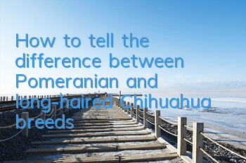 How to tell the difference between Pomeranian and long-haired Chihuahua breeds