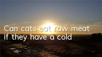 Can cats eat raw meat if they have a cold?