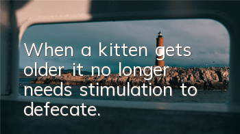 When a kitten gets older, it no longer needs stimulation to defecate.