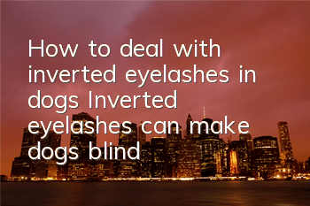 How to deal with inverted eyelashes in dogs? Inverted eyelashes can make dogs blind