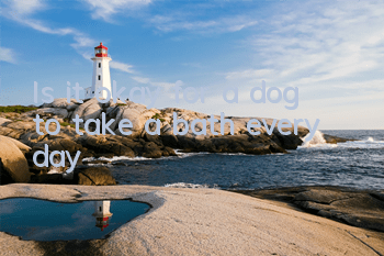 TIs it okay for a dog to take a bath every day?