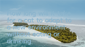 How long will it take for a cat to adapt to a new environment without eating or drinking?
