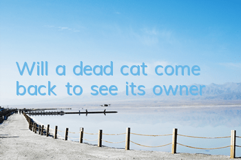 Will a dead cat come back to see its owner?