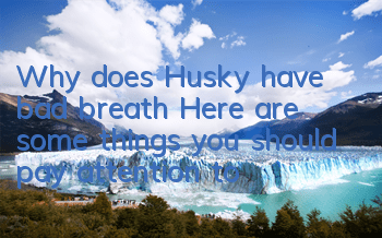 Why does Husky have bad breath? Here are some things you should pay attention to