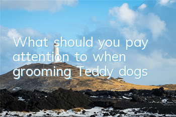 What should you pay attention to when grooming Teddy dogs?
