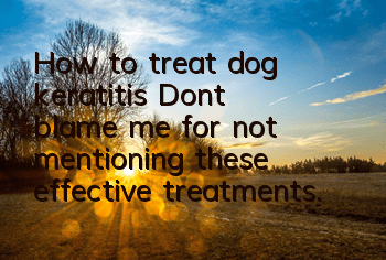 How to treat dog keratitis? Don’t blame me for not mentioning these effective treatments.