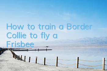 THow to train a Border Collie to fly a Frisbee