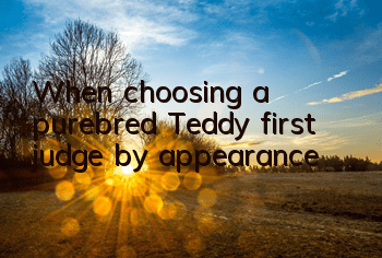 When choosing a purebred Teddy, first judge by appearance