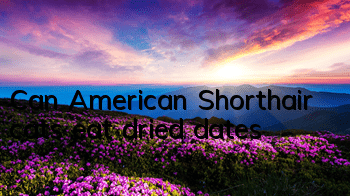 Can American Shorthair cats eat dried dates?