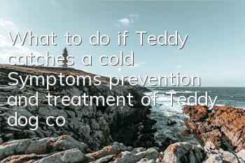 What to do if Teddy catches a cold? Symptoms, prevention and treatment of Teddy dog ​​cold
