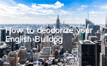 How to deodorize your English Bulldog