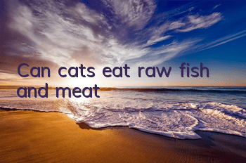 Can cats eat raw fish and meat?