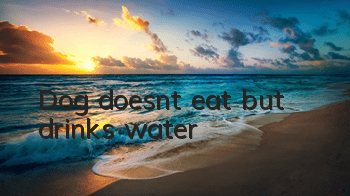 TDog doesn’t eat but drinks water