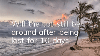 Will the cat still be around after being lost for 10 days?