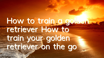 How to train a golden retriever? How to train your golden retriever on the go