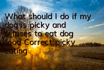 What should I do if my dog ​​is picky and refuses to eat dog food? Correct picky eating scientifically and reasonably