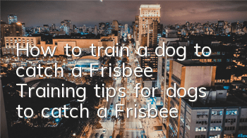THow to train a dog to catch a Frisbee? Training tips for dogs to catch a Frisbee!