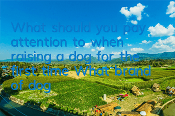 What should you pay attention to when raising a dog for the first time? What brand of dog food should you choose?