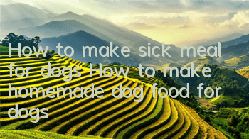 How to make sick meal for dogs How to make homemade dog food for dogs
