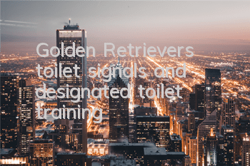 Golden Retriever’s toilet signals and designated toilet training
