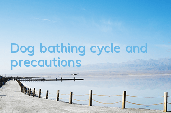 Dog bathing cycle and precautions