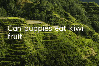 Can puppies eat kiwi fruit?