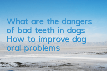 What are the dangers of bad teeth in dogs? How to improve dog oral problems