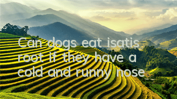 TCan dogs eat isatis root if they have a cold and runny nose?