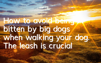 How to avoid being bitten by big dogs when walking your dog. The leash is crucial