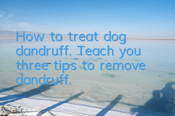 How to treat dog dandruff. Teach you three tips to remove dandruff.