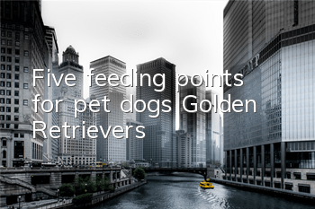 Five feeding points for pet dogs Golden Retrievers