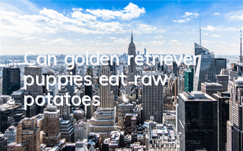 TCan golden retriever puppies eat raw potatoes?