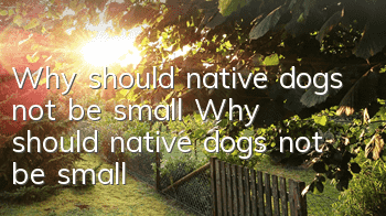 Why should native dogs not be small? Why should native dogs not be small?