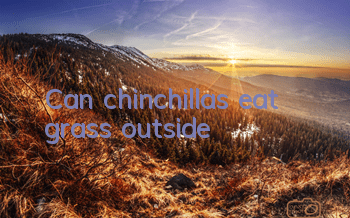 Can chinchillas eat grass outside?